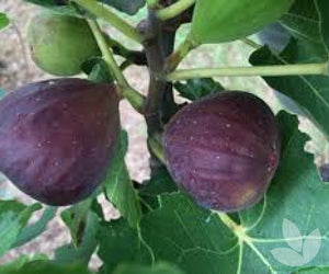 Fig - Black Genoa