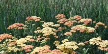 Load image into Gallery viewer, Achillea Feuerland
