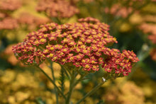 Load image into Gallery viewer, Achillea Feuerland
