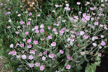 Load image into Gallery viewer, Lychnis coronaria Angel Blush
