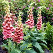 Load image into Gallery viewer, Digitalis Summer King - Foxglove
