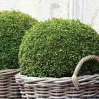 Load image into Gallery viewer, Buxus - Japanese Box
