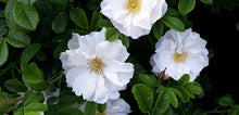 Load image into Gallery viewer, Rugosa Alba OW
