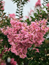 Load image into Gallery viewer, Crepe Myrtle - Sioux
