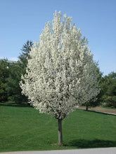 Load image into Gallery viewer, Ornamental Pear - Chanticleer

