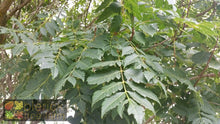 Load image into Gallery viewer, Koelreuteria Paniculata - Golden Rain Tree 45 ltr
