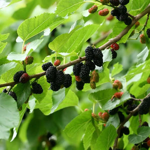 Black Morus Nigra - Mulberry