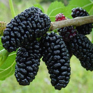 Black Morus Nigra - Mulberry