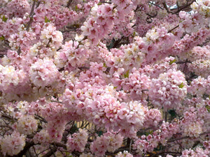 Flowering Plum Elvins - Prunus