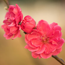Load image into Gallery viewer, Flowering Peach - Magnifica Red 25 ltr
