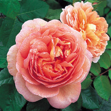 Load image into Gallery viewer, Abraham Darby
