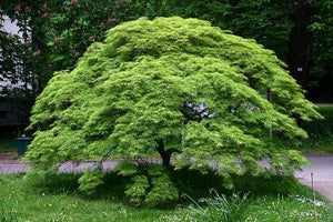 Acer - Palmatum Dissectum Omuryama 45 ltr