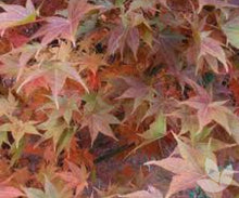 Load image into Gallery viewer, Acer - Palmatum Dissectum Omuryama 45 ltr
