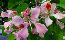 Load image into Gallery viewer, Bauhinia - Pink Orchid Tree 140mm
