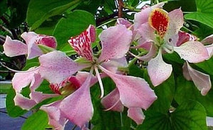 Bauhinia - Pink Orchid Tree 140mm
