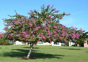 Bauhinia - Pink Orchid Tree 140mm