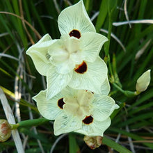 Load image into Gallery viewer, Dietes Bicolour 140mm
