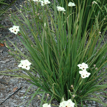 Load image into Gallery viewer, Dietes Bicolour 140mm
