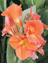 Load image into Gallery viewer, Canna Lily - Apricot 140mm
