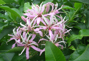 Calodendron - Cape Chestnut 140mm