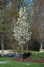 Load image into Gallery viewer, Pyrus Capital - Ornamental Pear
