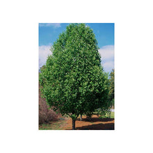 Load image into Gallery viewer, Pyrus Cleveland Select - Ornamental Pear
