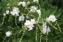 Load image into Gallery viewer, Duranta White 140mm
