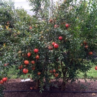 Pomegranate - Elche 25 ltr