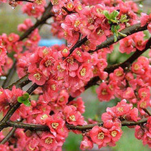 Load image into Gallery viewer, Flowering Peach - Magnifica Red 25 ltr
