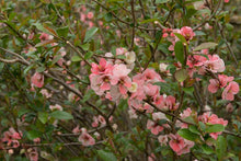Load image into Gallery viewer, Chaenomeles Flowering Quince - Pink 140mm
