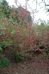 Chaenomeles Flowering Quince - Pink 140mm