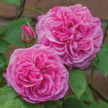 Load image into Gallery viewer, Gertrude Jekyll
