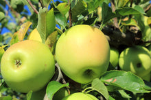 Load image into Gallery viewer, Apple - Dwarf Golden Delicious 25 ltr
