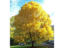 Load image into Gallery viewer, Fraxinus - Golden Ash 45 ltr
