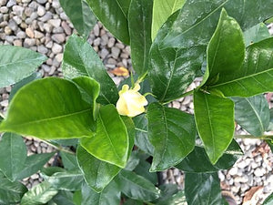 Gardenia - Gold Magic 140mm