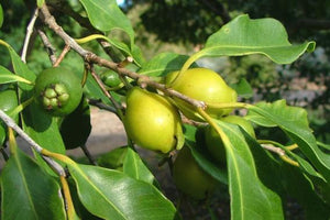 Guava - Yellow Cherry