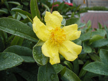 Load image into Gallery viewer, Hibbertia Scandens 140mm
