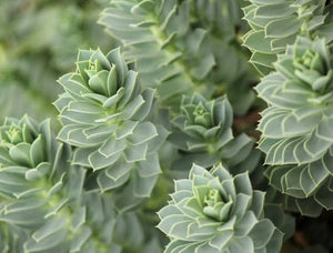 Euphorbia Myrsinites