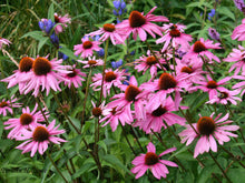 Load image into Gallery viewer, Echinacea Magnus Superior

