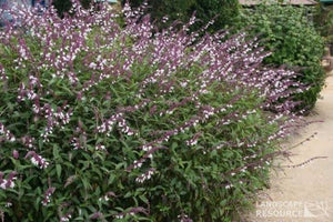 Salvia Waverley