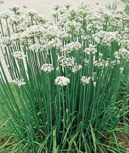 Load image into Gallery viewer, Chives - Garlic
