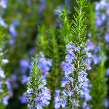 Load image into Gallery viewer, Rosemary Tuscan Blue
