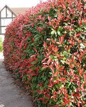 Load image into Gallery viewer, Photinia Red Robin
