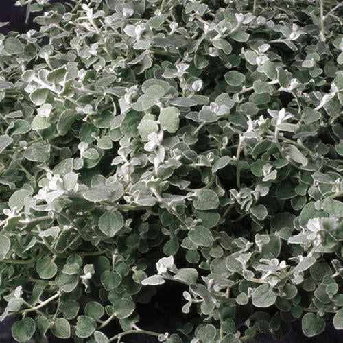 Helichrysum ‘Licorice plant’