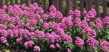 Load image into Gallery viewer, Centranthus - pink Valerian
