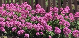 Centranthus - pink Valerian