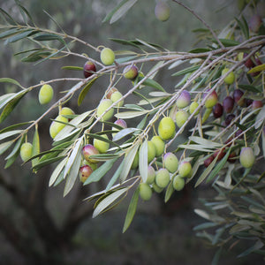 Olive - Garden Harvest