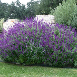 Salvia Purple Mexican Sage