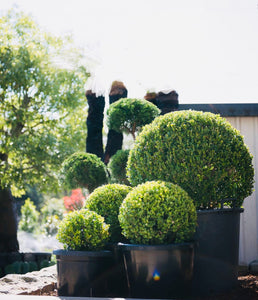 Topiary Buxus Balls