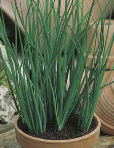 Chives - onion